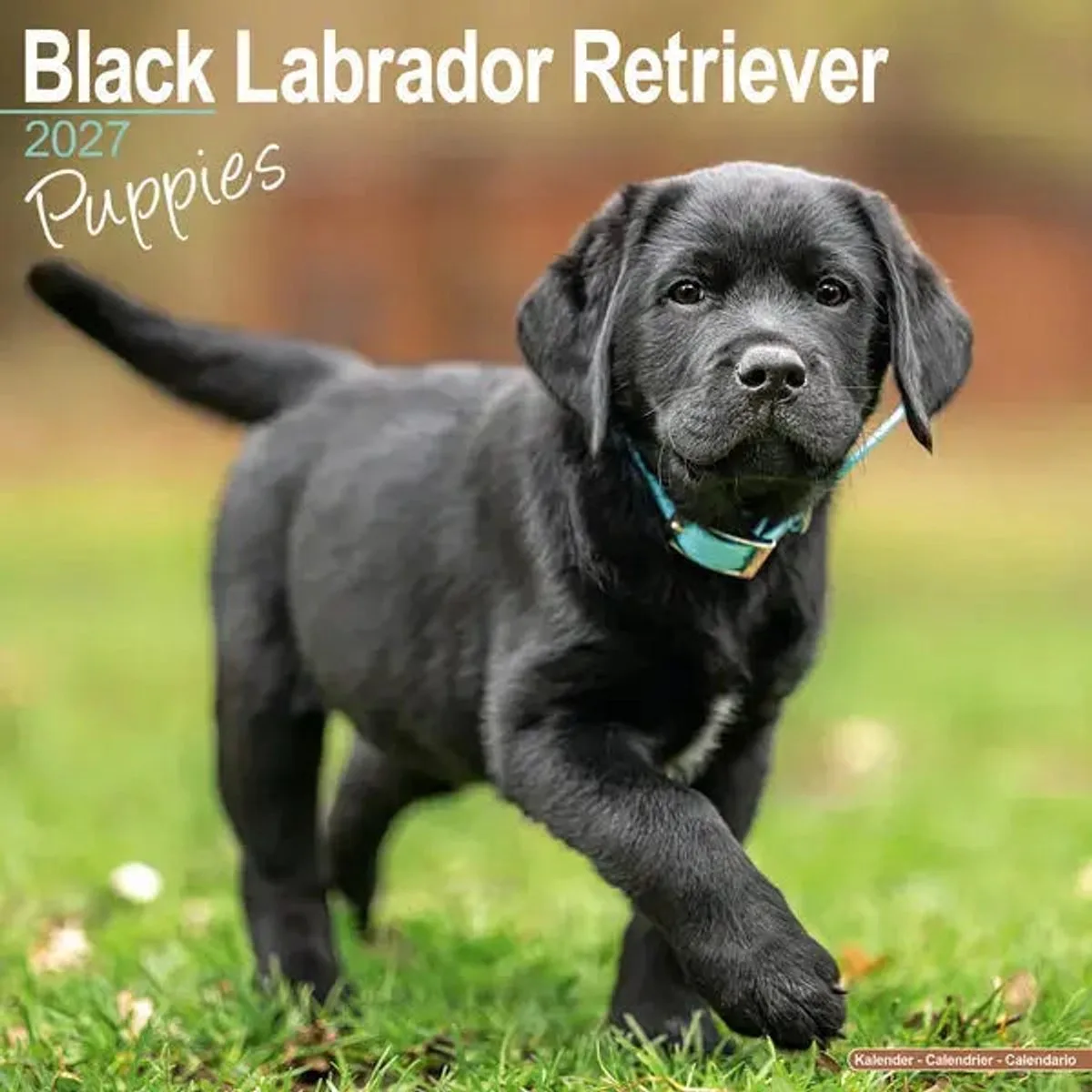 Labrador Retriever Zwart Puppies Kalender 2027 fra Avonside – produktbillede