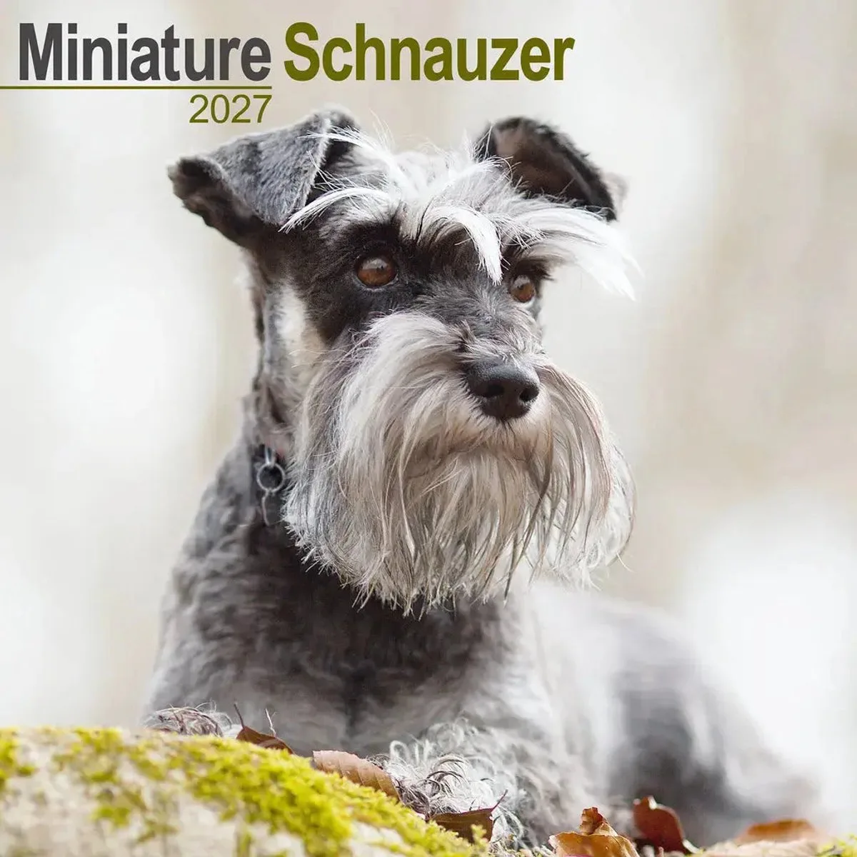 Miniatuur Schnauzer Kalender 2027 van Avonside – productfoto