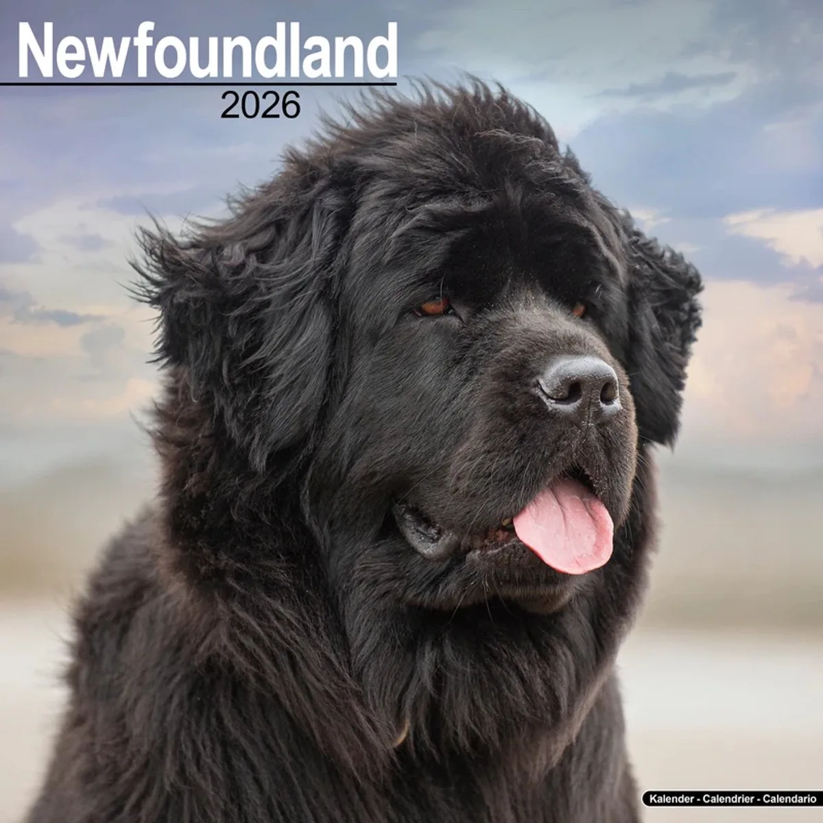 Newfoundlander Kalender 2026 fra Avonside – produktbillede