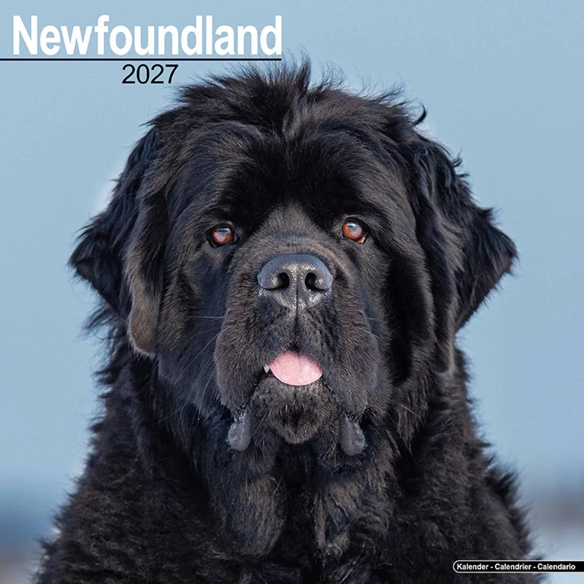 Newfoundlander Kalender 2027 de Avonside en Bleu – photo produit
