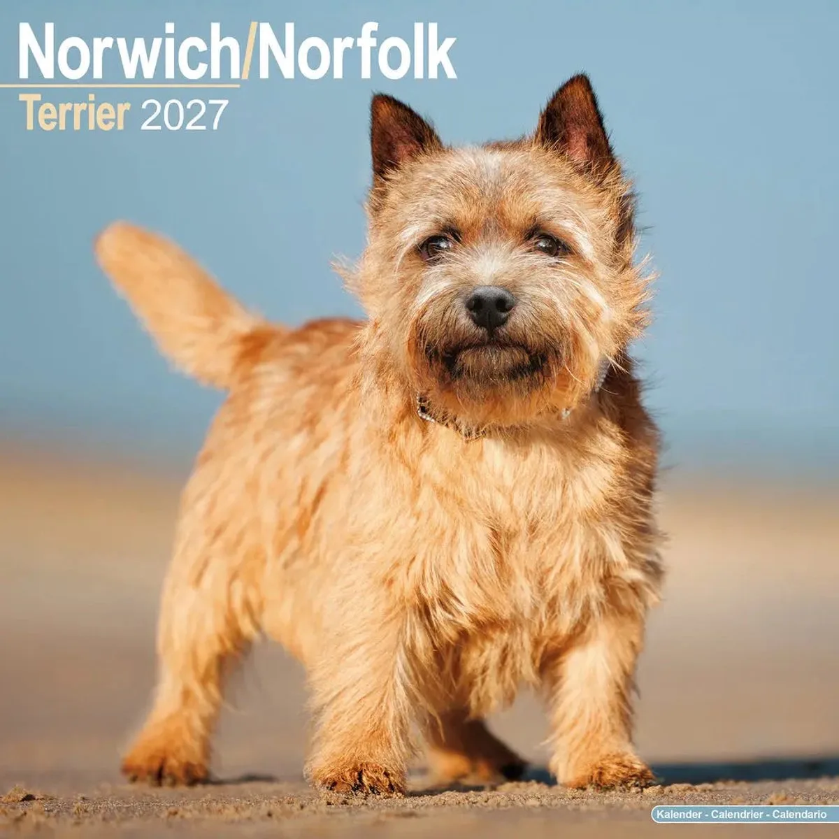 Norwich en Norfolk Terrier Kalender 2027 fra Avonside i Flerfarvet – produktbillede