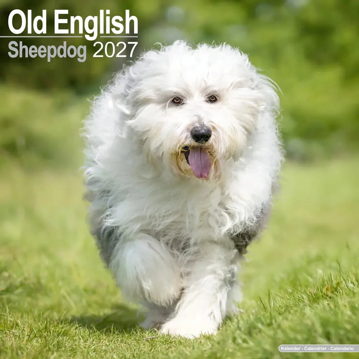 Old English Sheepdog Kalender 2027 fra Avonside – produktbillede