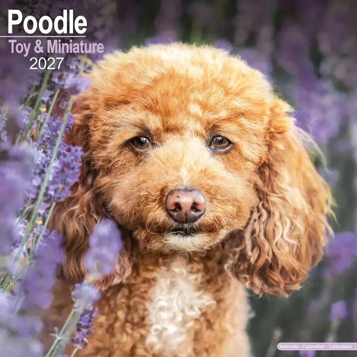 Poedel Toy en Miniatuur Kalender 2027 de Avonside – photo produit