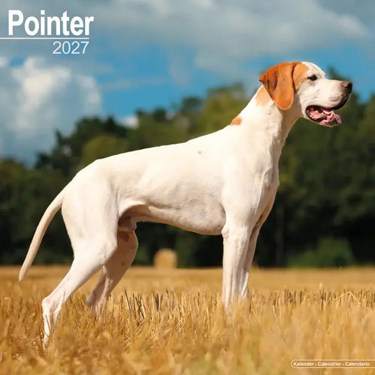 Pointer Kalender 2027 fra Avonside – produktbillede