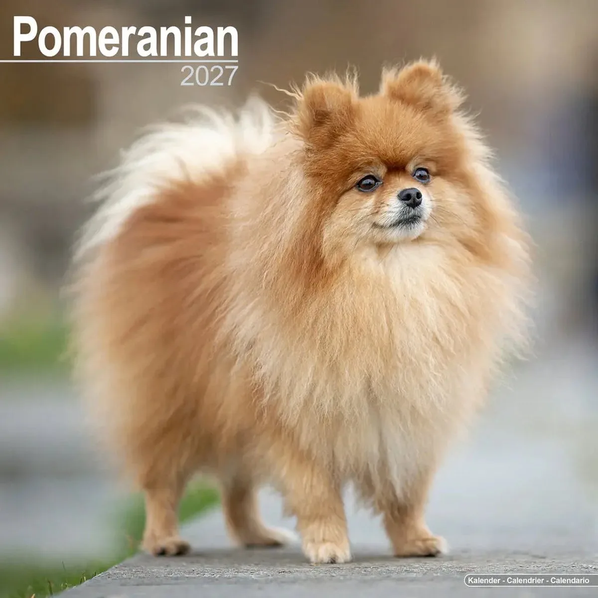 Pomeranian Kalender 2027 fra Avonside i Brun – produktbillede