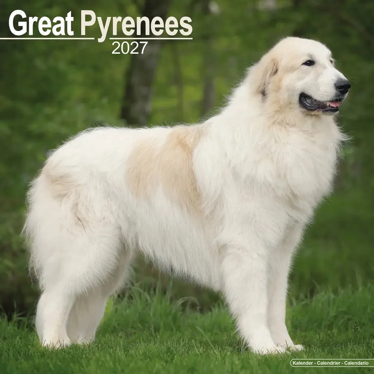 Pyreneese Berghond Kalender 2027 fra Avonside i Flerfarvet – produktbillede
