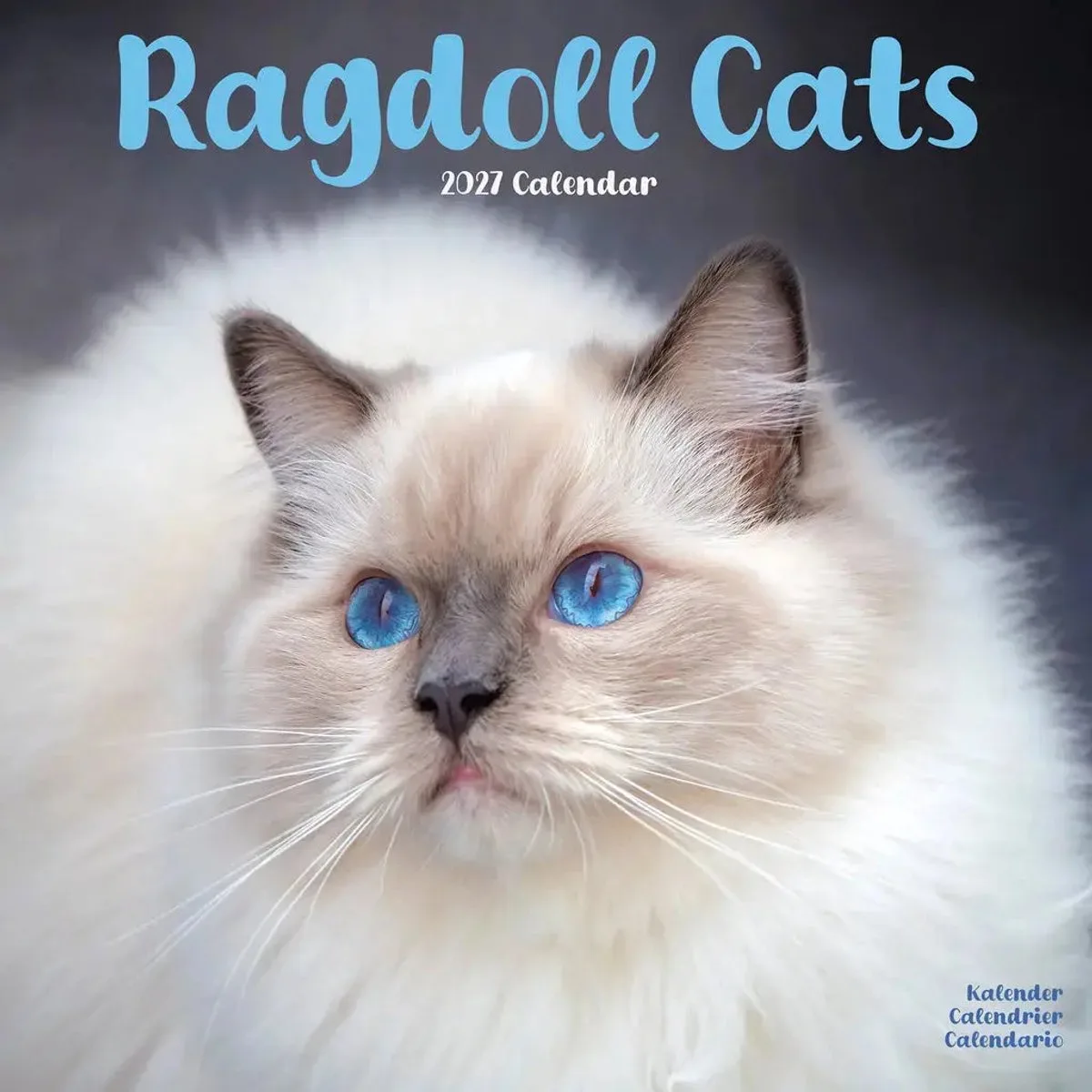 Ragdoll Kalender 2027 von Avonside – Produktfoto