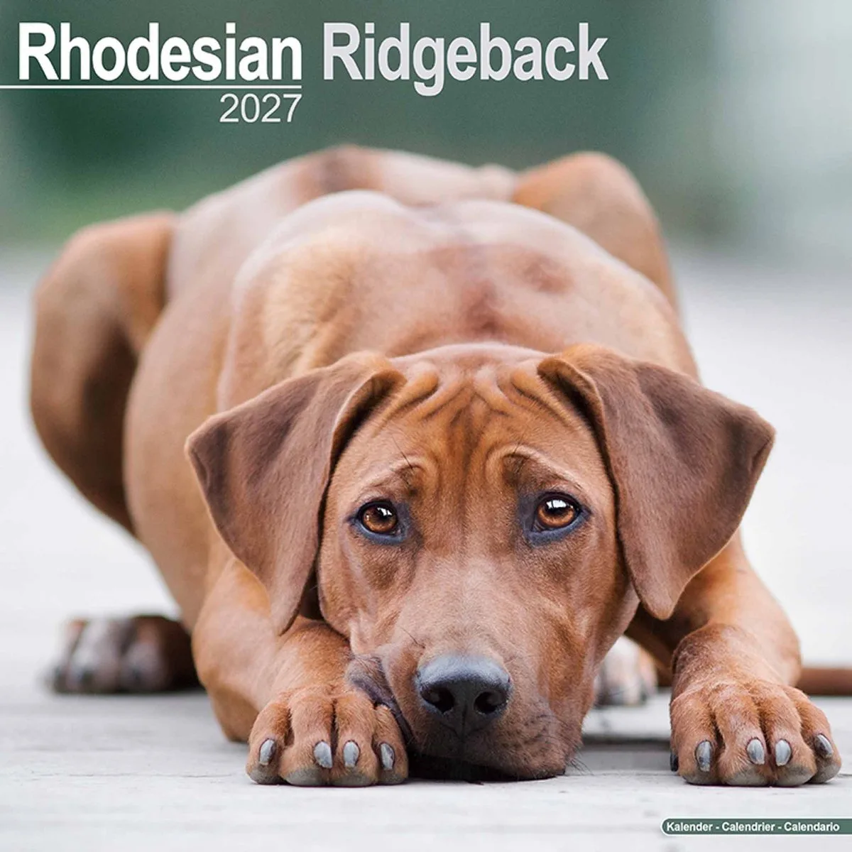 Rhodesian Ridgeback Kalender 2027 fra Avonside i Brun – produktbillede