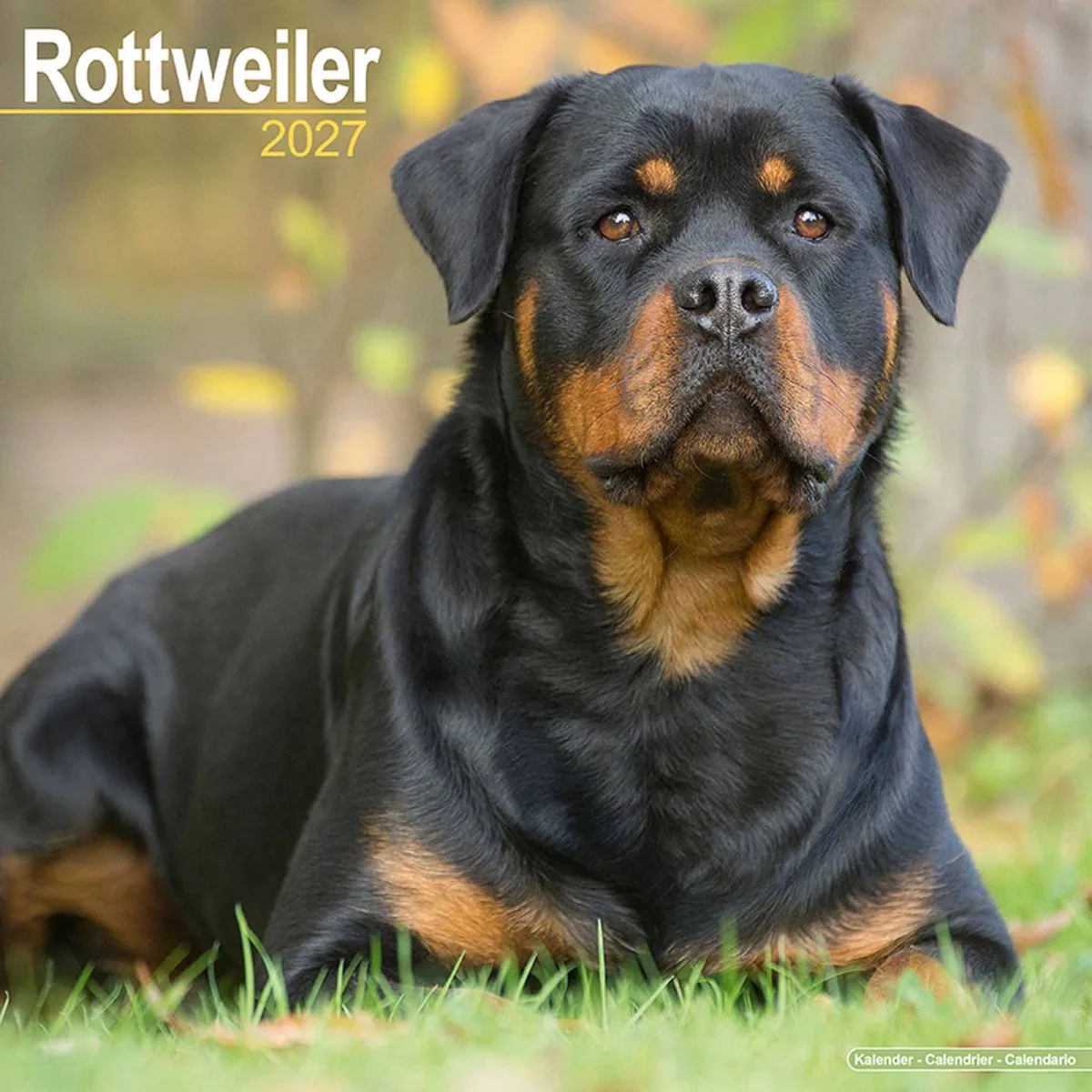 Rottweiler Kalender 2027 fra Avonside i Gul – produktbillede