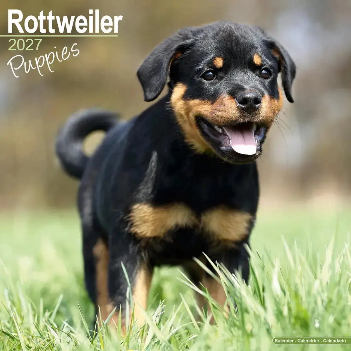 Rottweiler Puppies Kalender 2027 fra Avonside i Sort – produktbillede