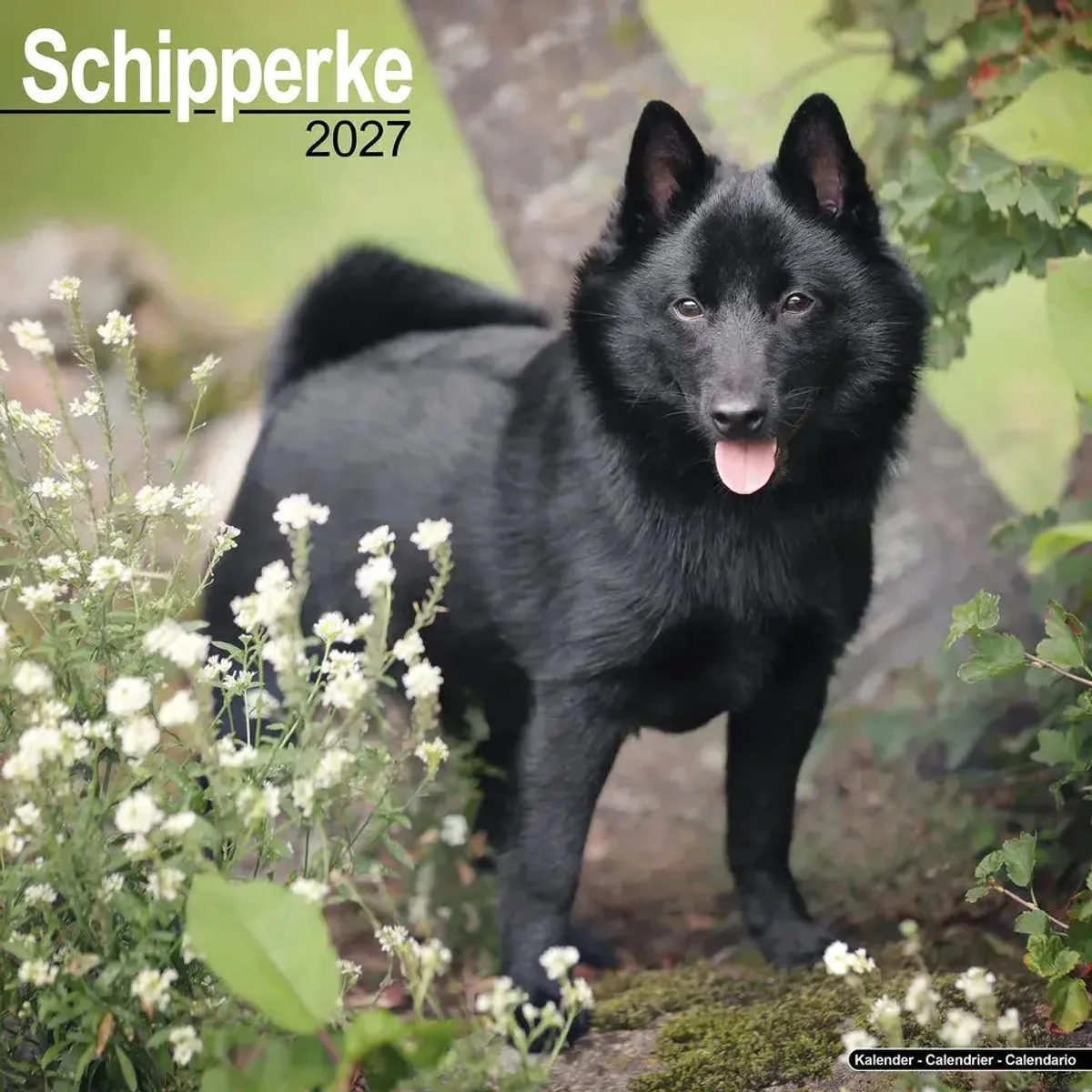 Schipperke Kalender 2027 de Avonside en Vert – photo produit
