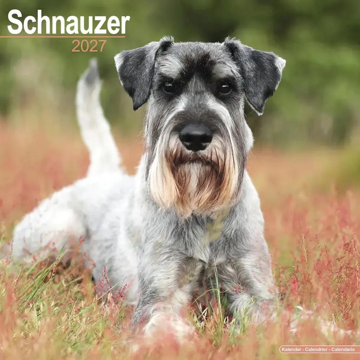 Schnauzer Kalender 2027 fra Avonside – produktbillede