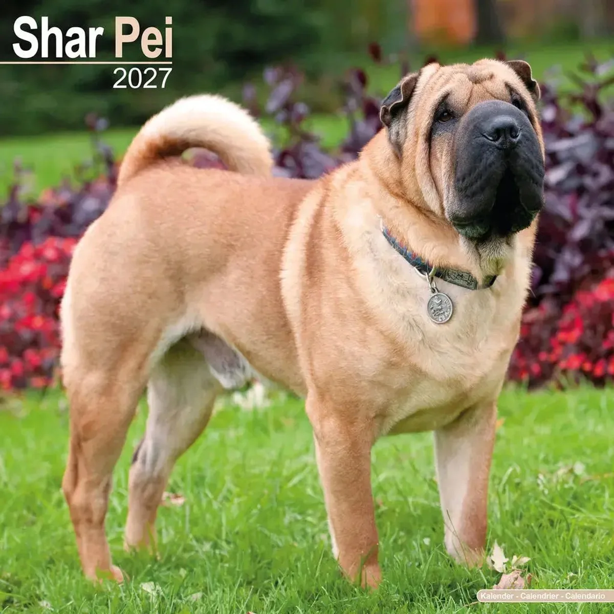 Shar Pei Kalender 2027 fra Avonside – produktbillede