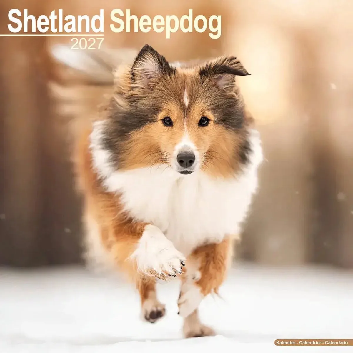 Shetland Sheepdog Kalender 2027 de Avonside en Marron – photo produit