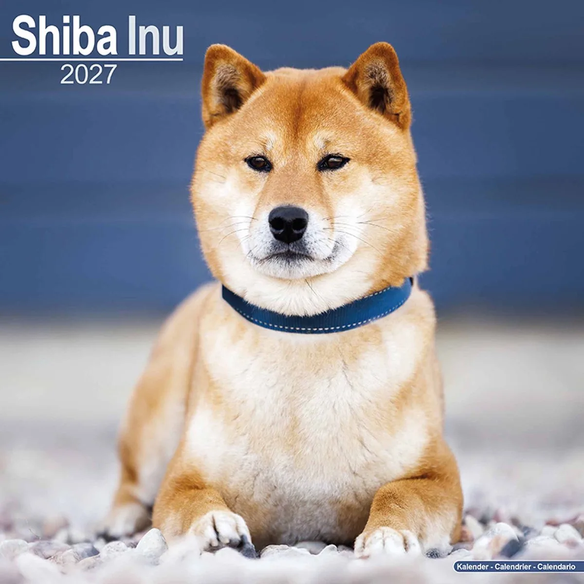Shiba Inu Kalender 2027 de Avonside en Bleu – photo produit