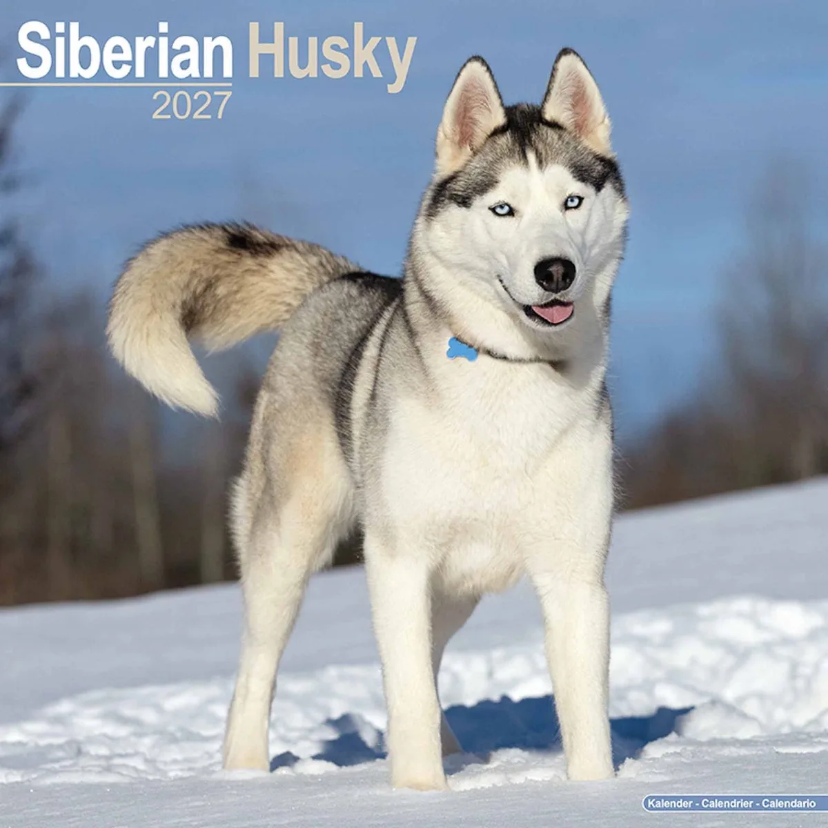 Siberian Husky Kalender 2027 de Avonside en Blanc – photo produit