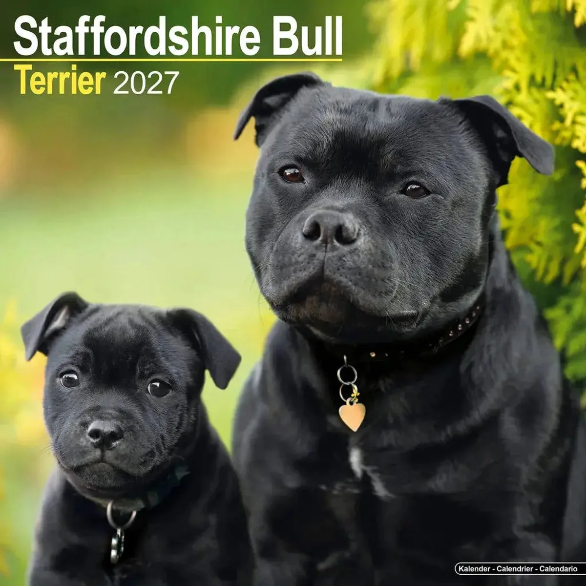 Staffordshire Bull Terrier Kalender 2027 de Avonside – photo produit