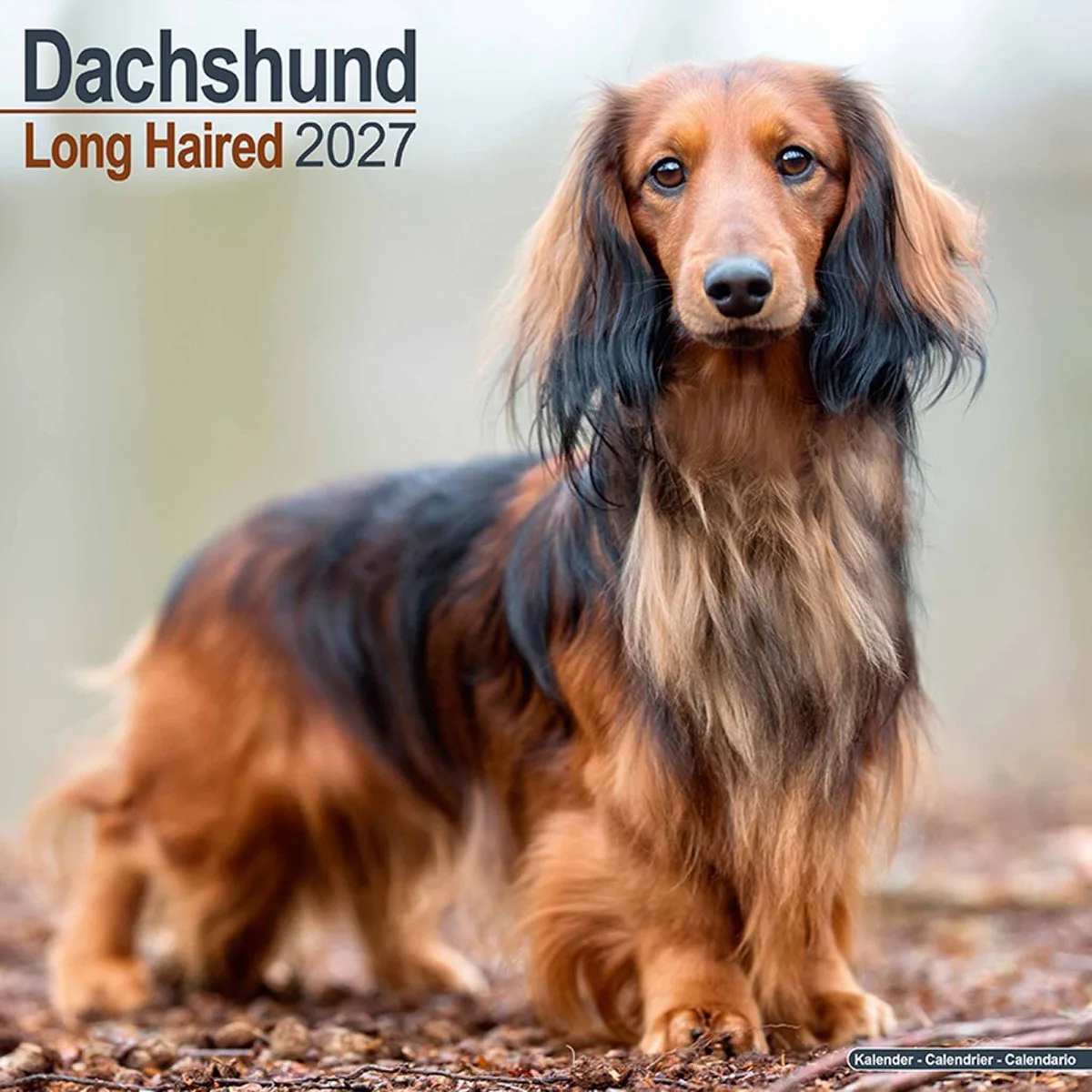 Teckel Langhaar Kalender 2027 de Avonside en Noir – photo produit