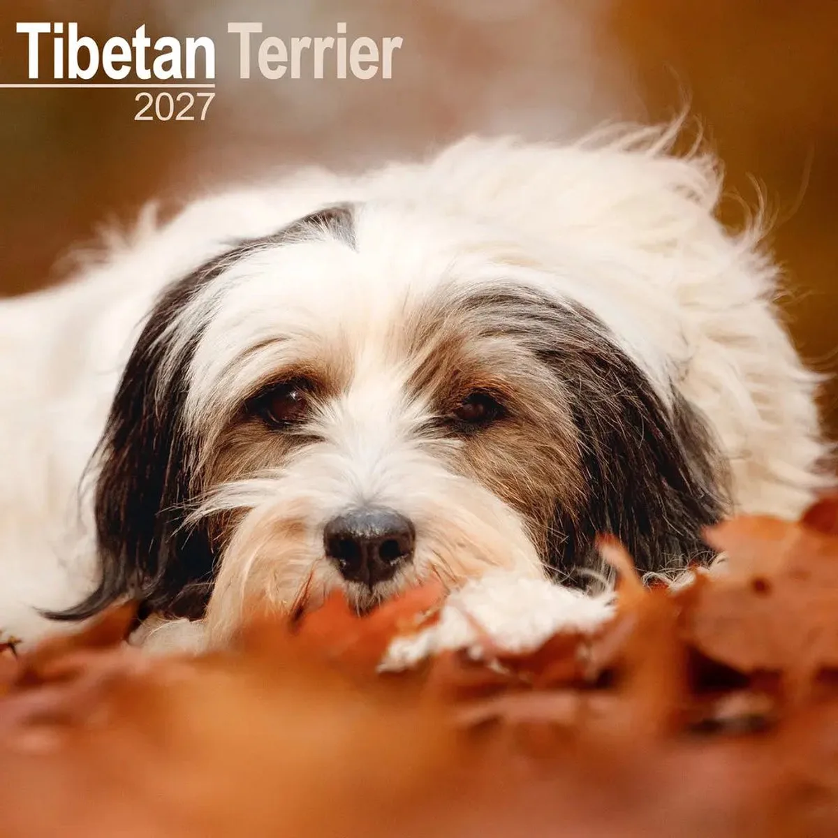 Tibetaanse Terrier Kalender 2027 de Avonside en Multicolore – photo produit