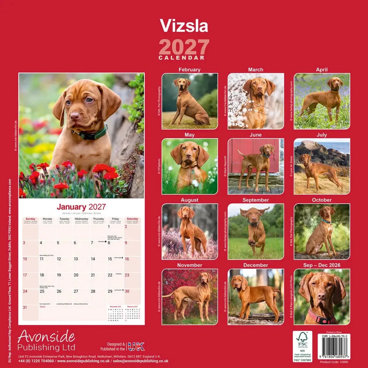 Vizsla Kalender 2027 fra Avonside i Brun – produktbillede
