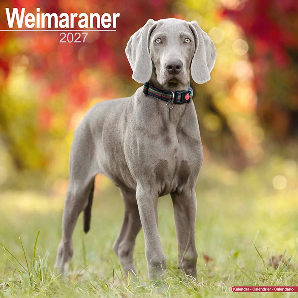 Weimaraner Kalender 2027 fra Avonside i Grå – produktbillede