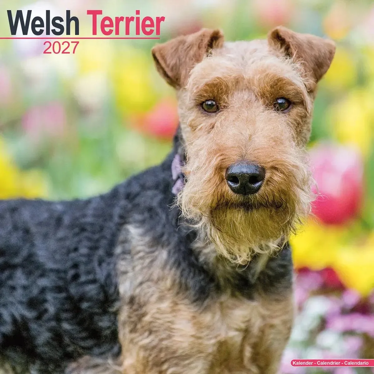 Welsh Terrier Kalender 2027 van Avonside – productfoto
