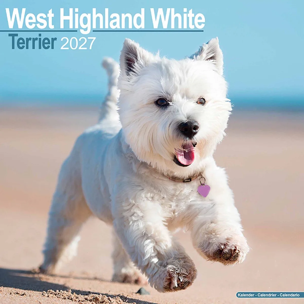 West Highland Terrier Kalender 2027 de Avonside en Blanc – photo produit