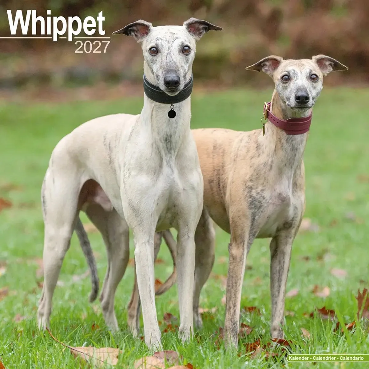 Whippet Kalender 2027 fra Avonside i Flerfarvet – produktbillede