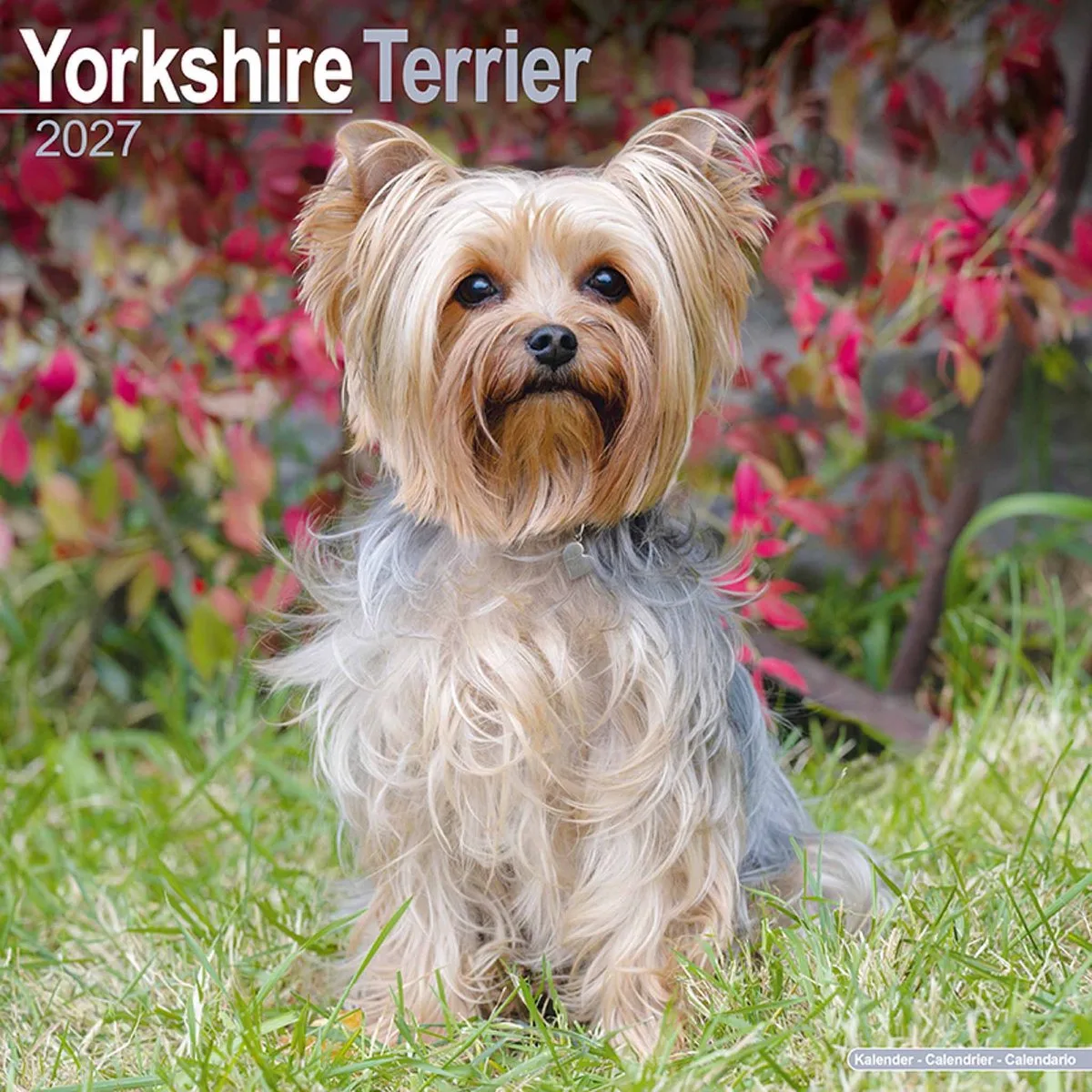 Yorkshire Terrier Kalender 2027 fra Avonside i Hvid – produktbillede