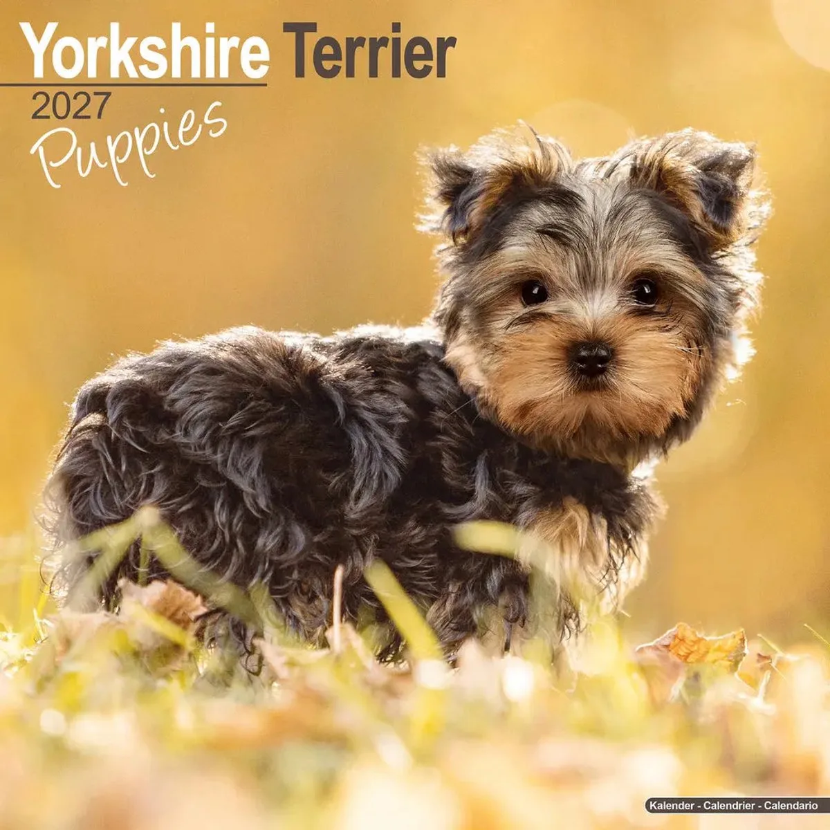 Yorkshire Terrier Puppies Kalender 2027 fra Avonside – produktbillede