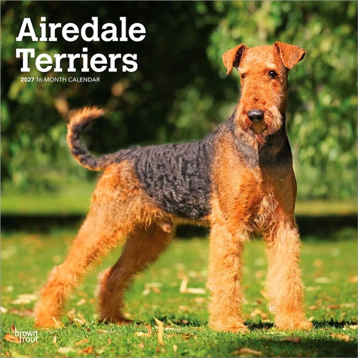 Airedale Terrier Kalender 2027 de BrownTrout – photo produit
