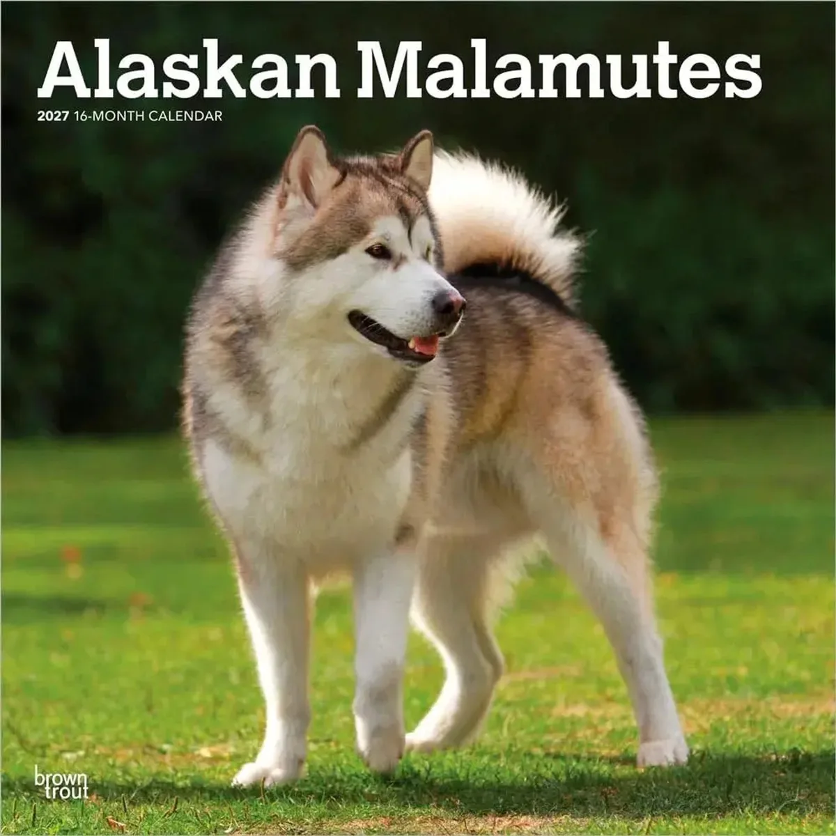 Alaskan Malamutes Kalender 2027 van BrownTrout – productfoto