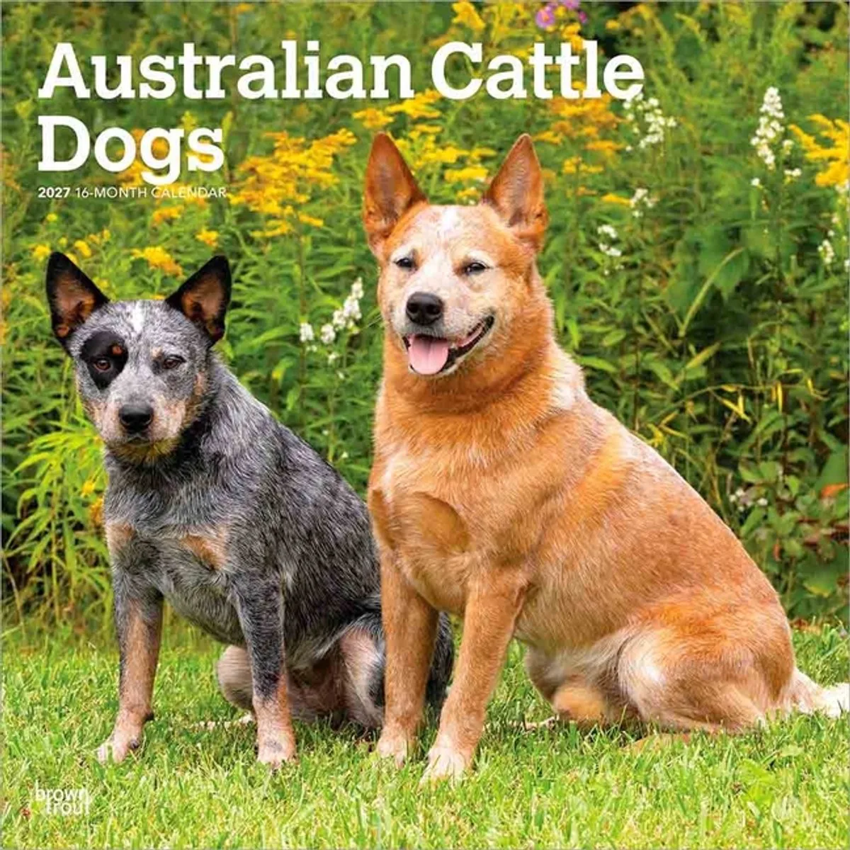 Australian Cattle Dog Kalender 2027 van BrownTrout – productfoto