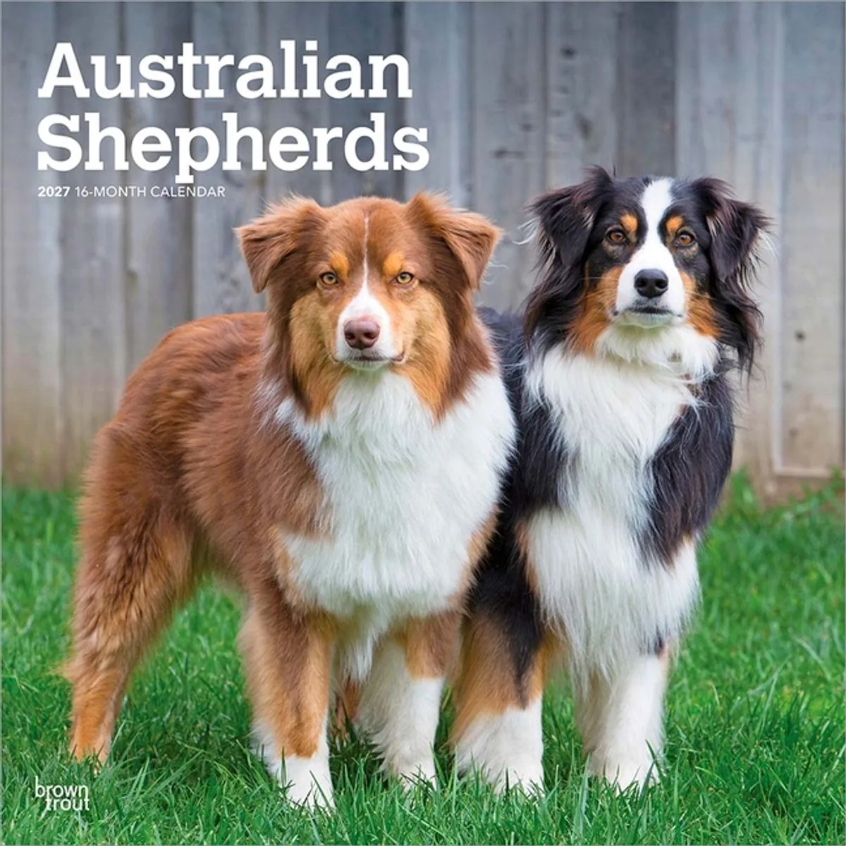Australian Shepherd Kalender 2027 van BrownTrout in Meerkleurig – productfoto
