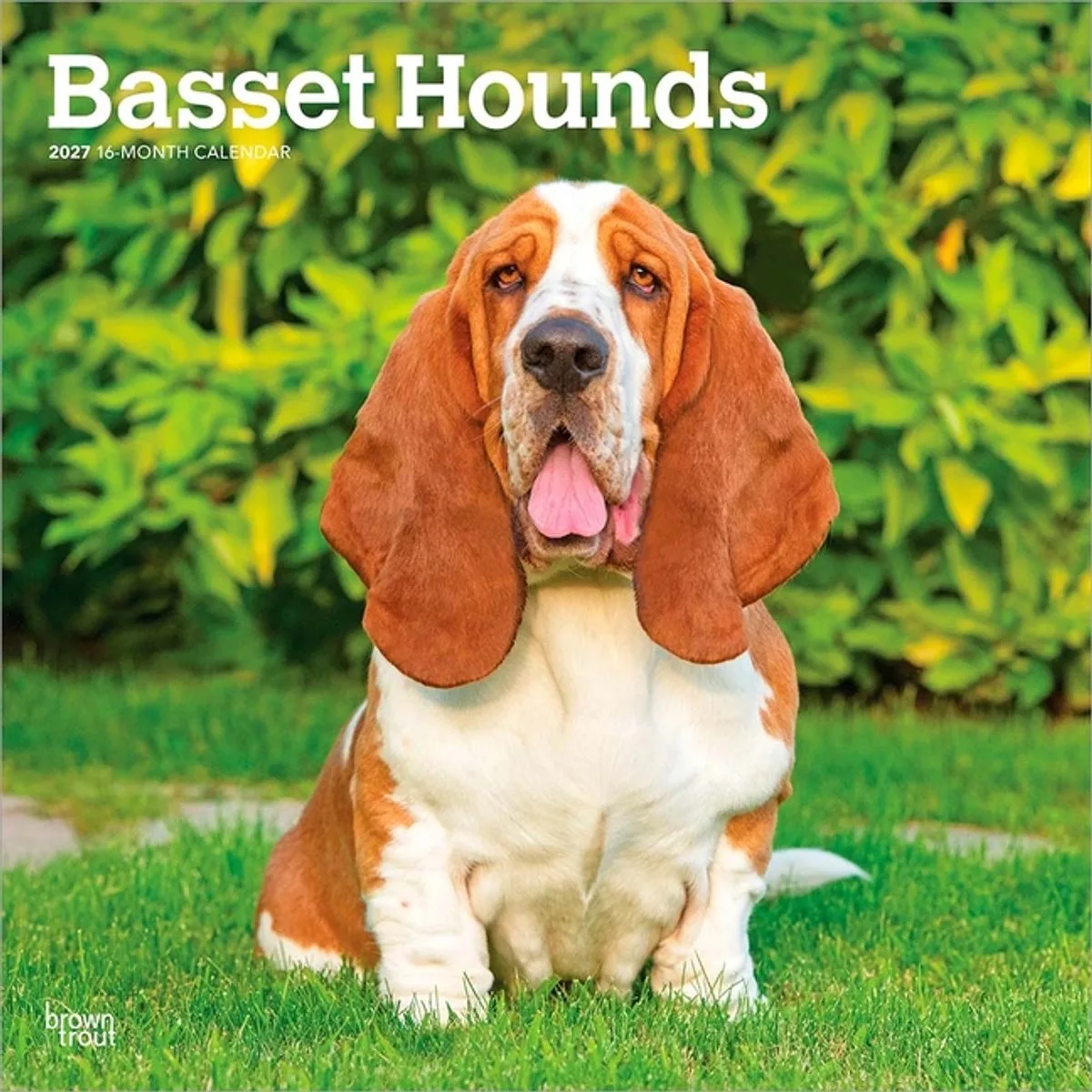 Basset Hound Kalender 2027 van BrownTrout in Meerkleurig – productfoto