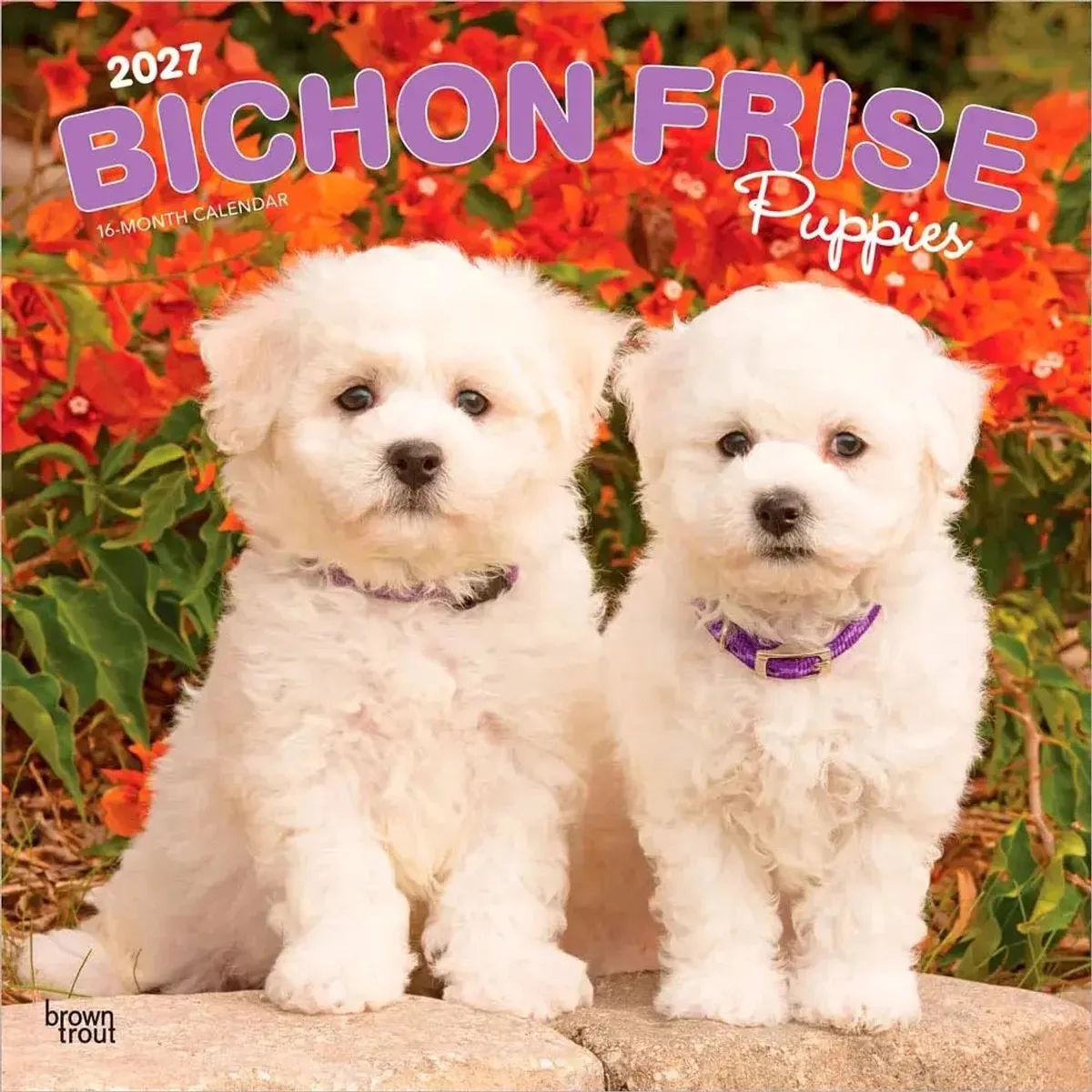 Bichon Frise Puppies Kalender 2027 van BrownTrout – productfoto
