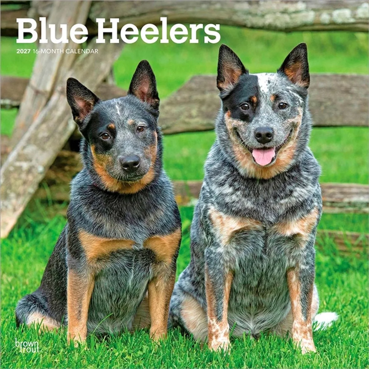 Blue Heelers Kalender 2027 de BrownTrout en Multicolore – photo produit