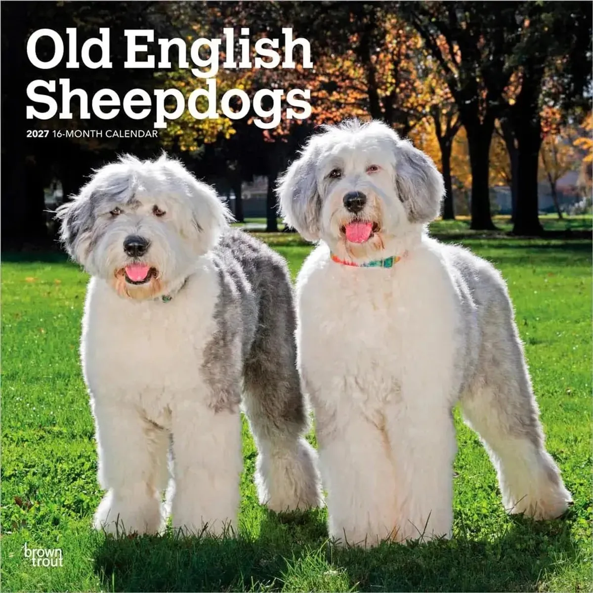 Bobtail / Old English Sheepdog Kalender 2027 de BrownTrout – photo produit