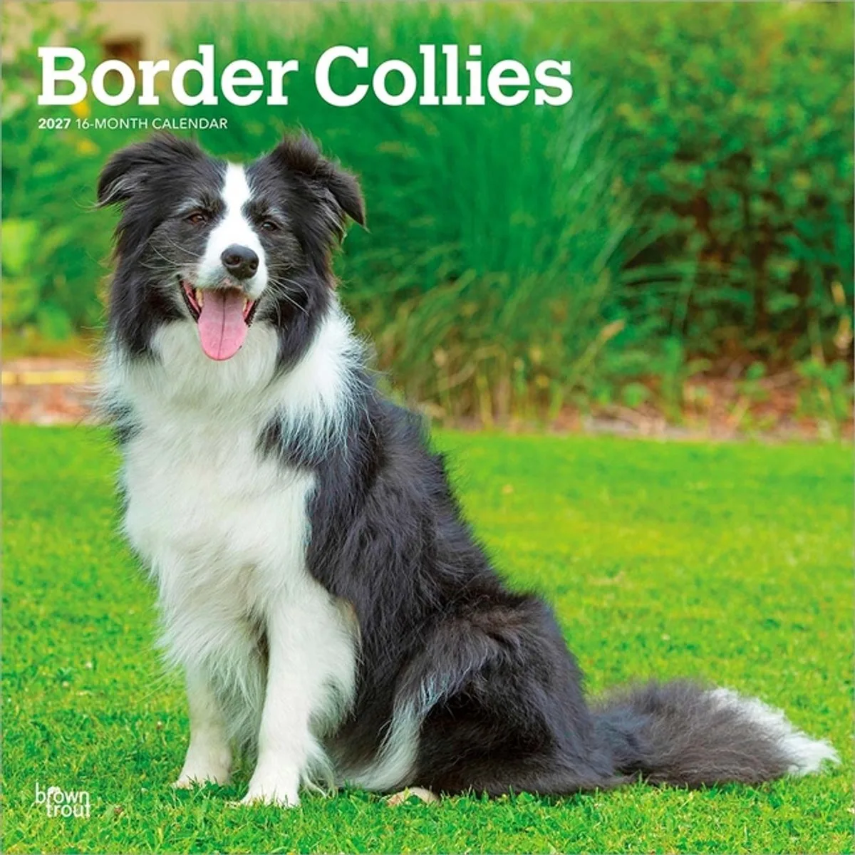 Border Collie Kalender 2027 van BrownTrout – productfoto