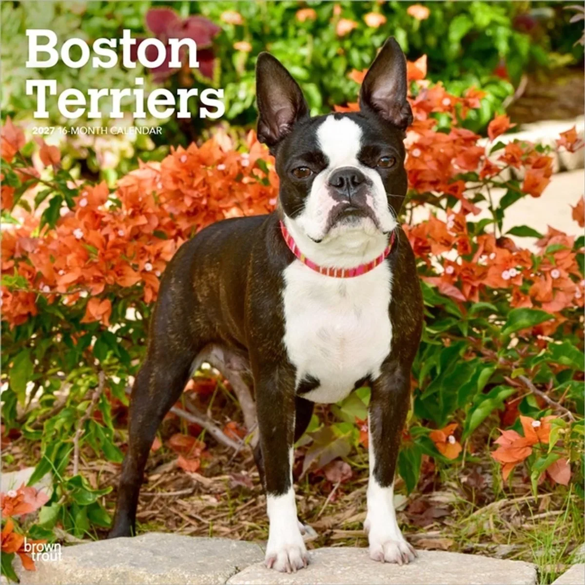 Boston Terrier Kalender 2027 de BrownTrout en Multicolore – photo produit