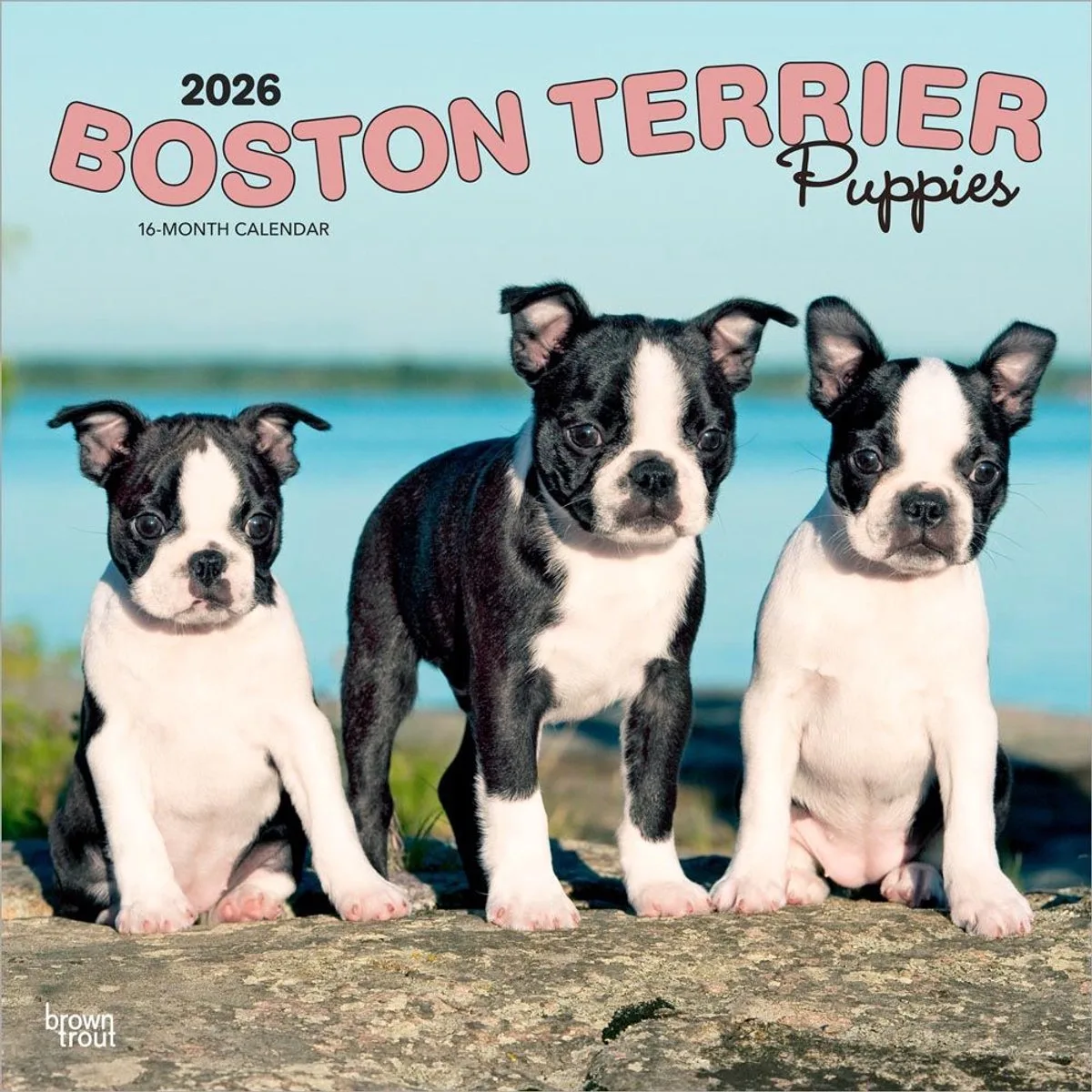 Boston Terrier Puppies Kalender 2026 by BrownTrout – product photo