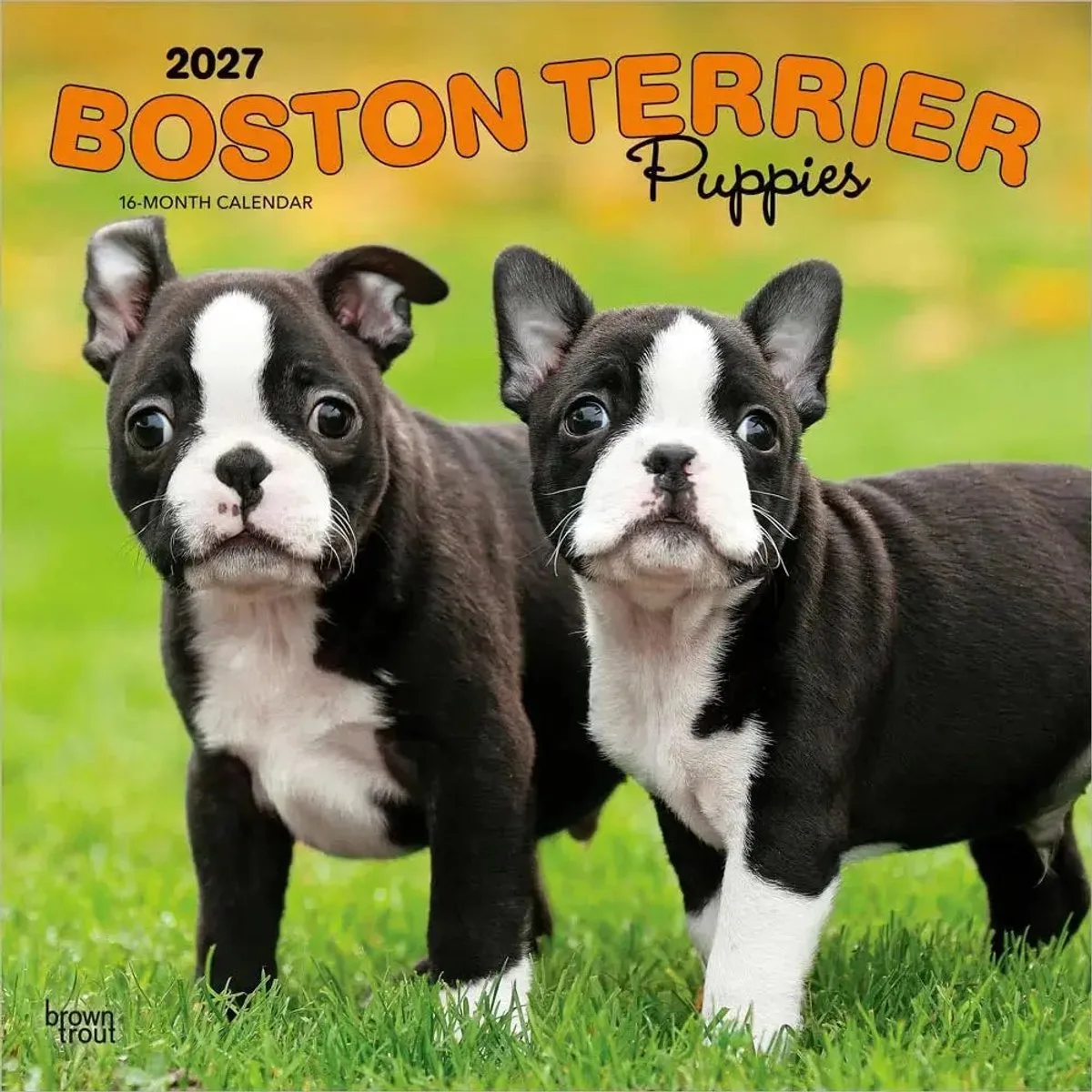 Boston Terrier Puppies Kalender 2027 by BrownTrout – product photo