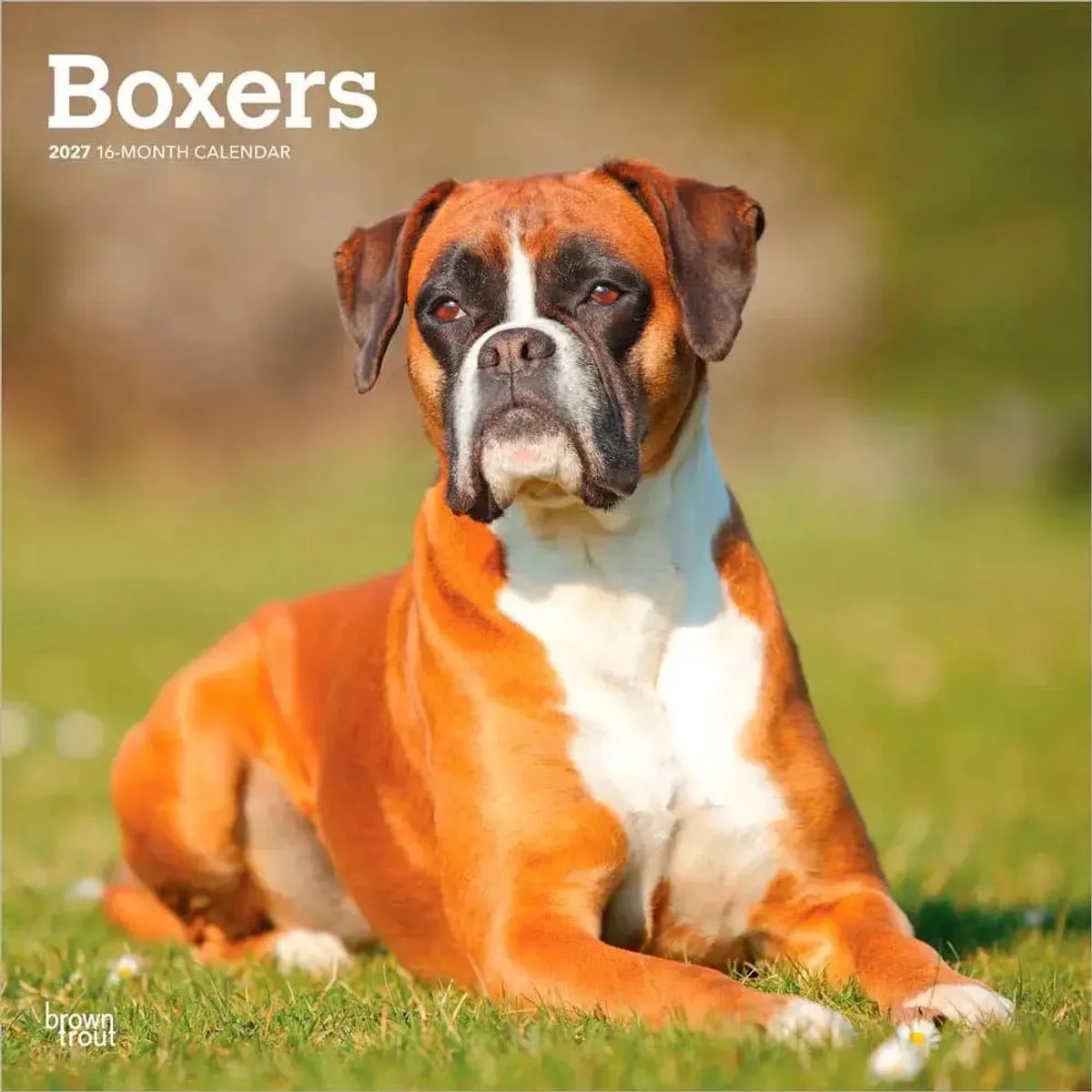 Boxer Kalender 2027 de BrownTrout – photo produit