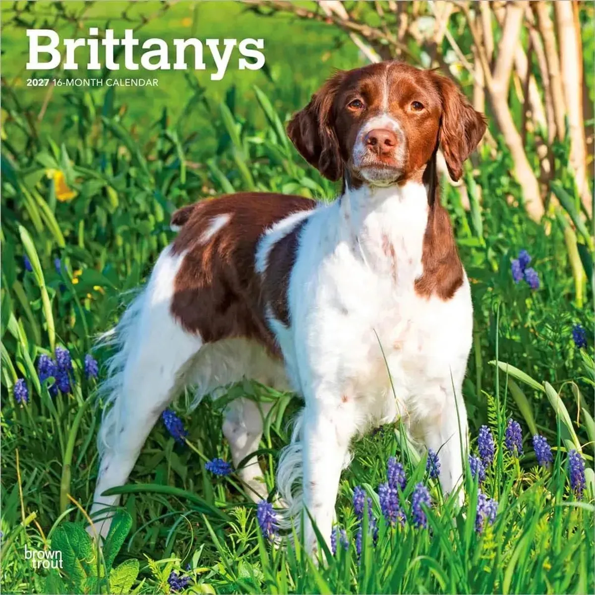 Brittany Spaniel Kalender 2027 de BrownTrout en Marron – photo produit