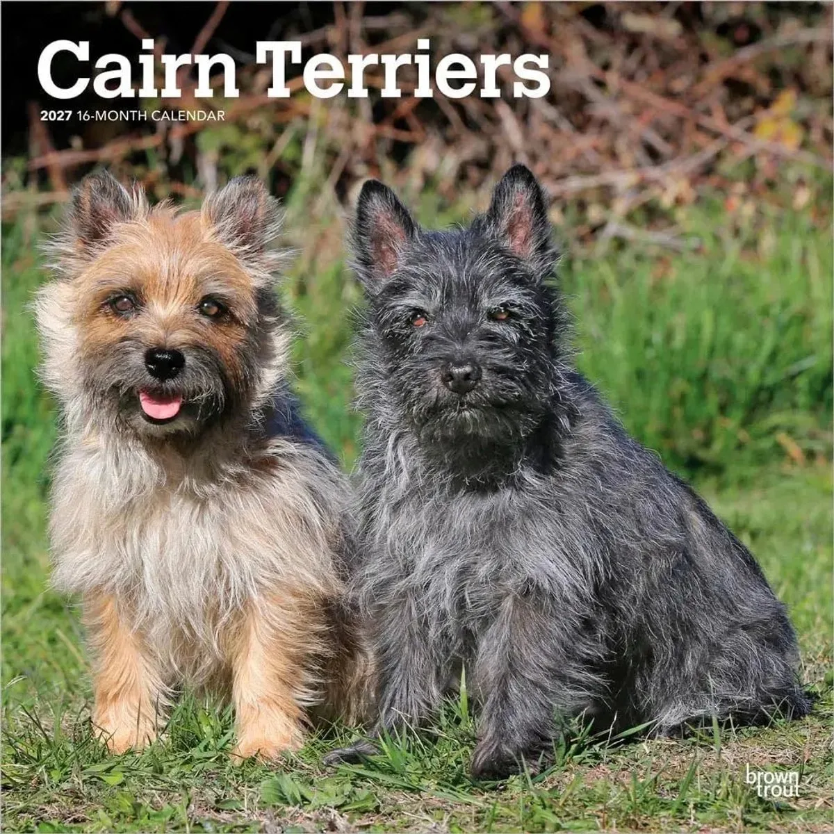 Cairn Terrier Kalender 2027 by BrownTrout – product photo
