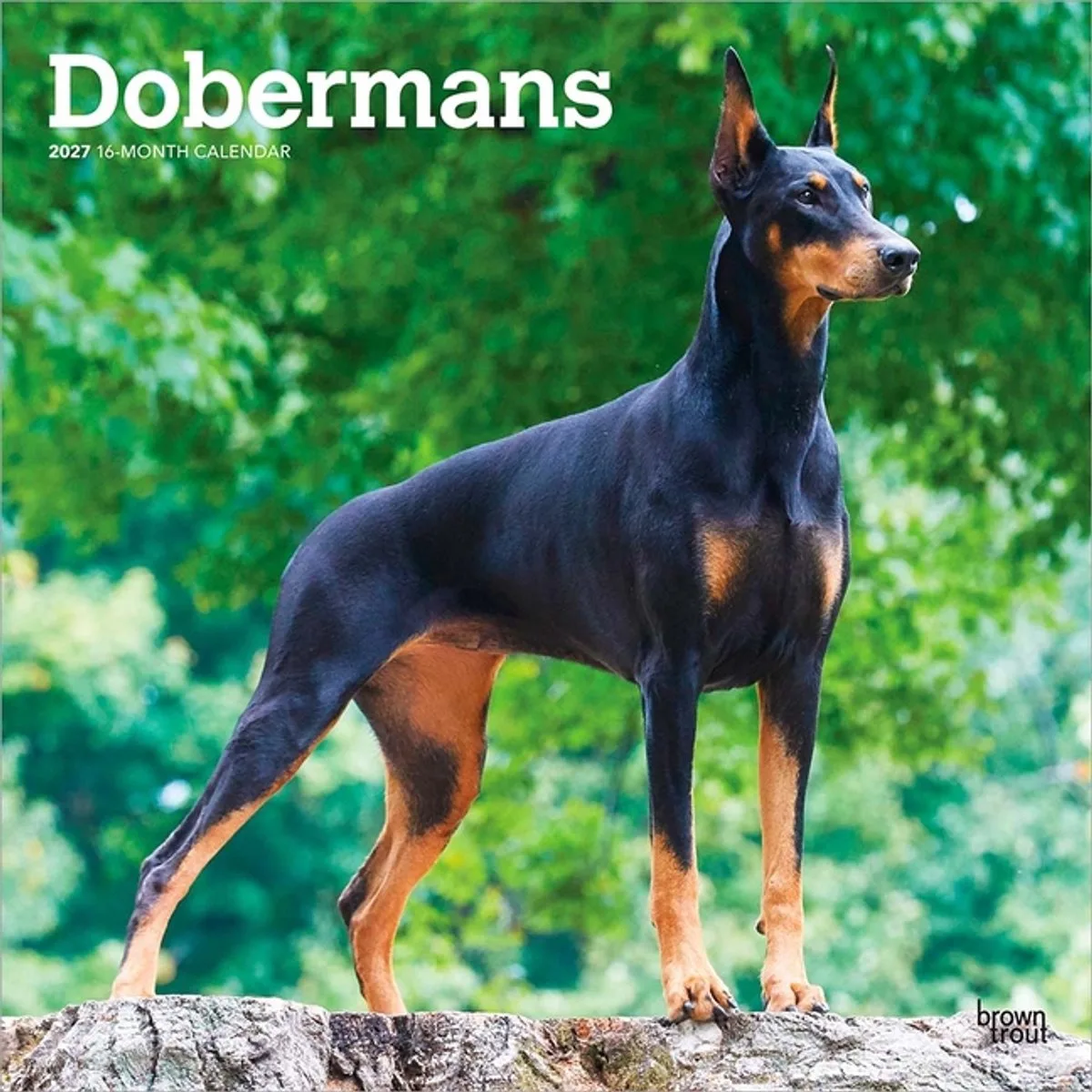 Dobermann Kalender 2027 de BrownTrout – photo produit