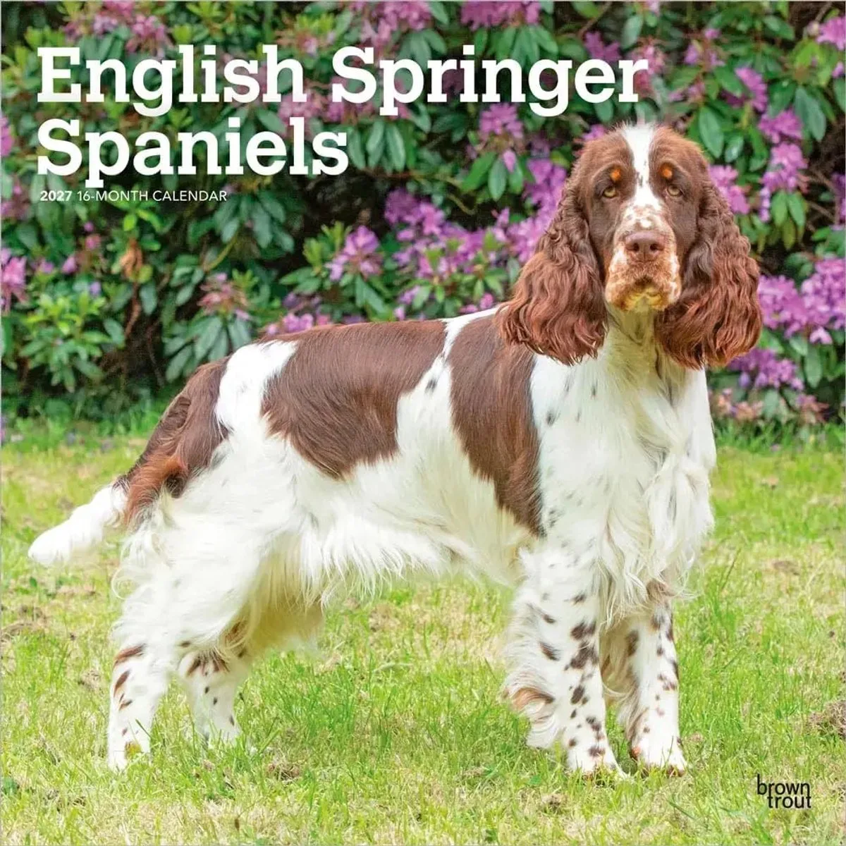Engelse Springer Spaniel Kalender 2027 van BrownTrout – productfoto