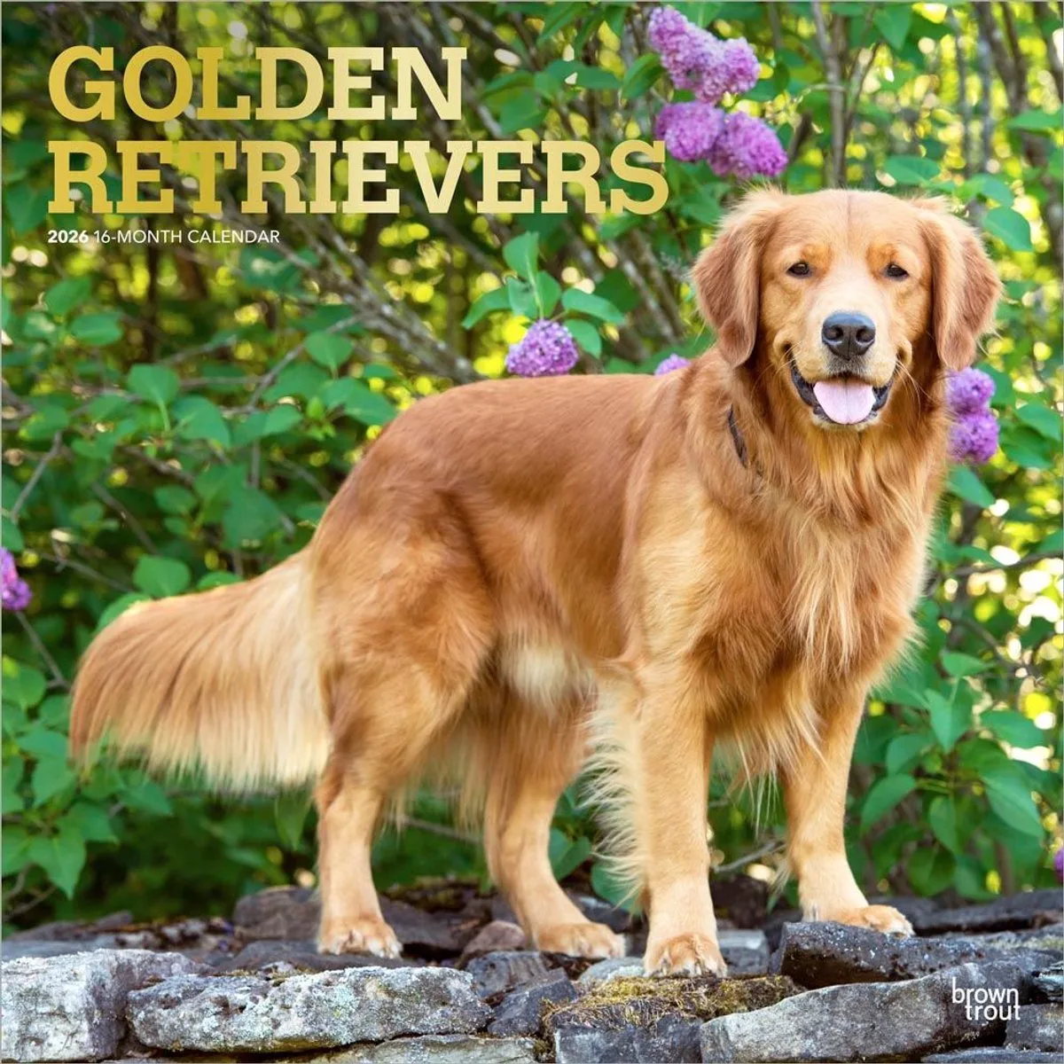Golden Retriever Kalender 2026 by BrownTrout – product photo