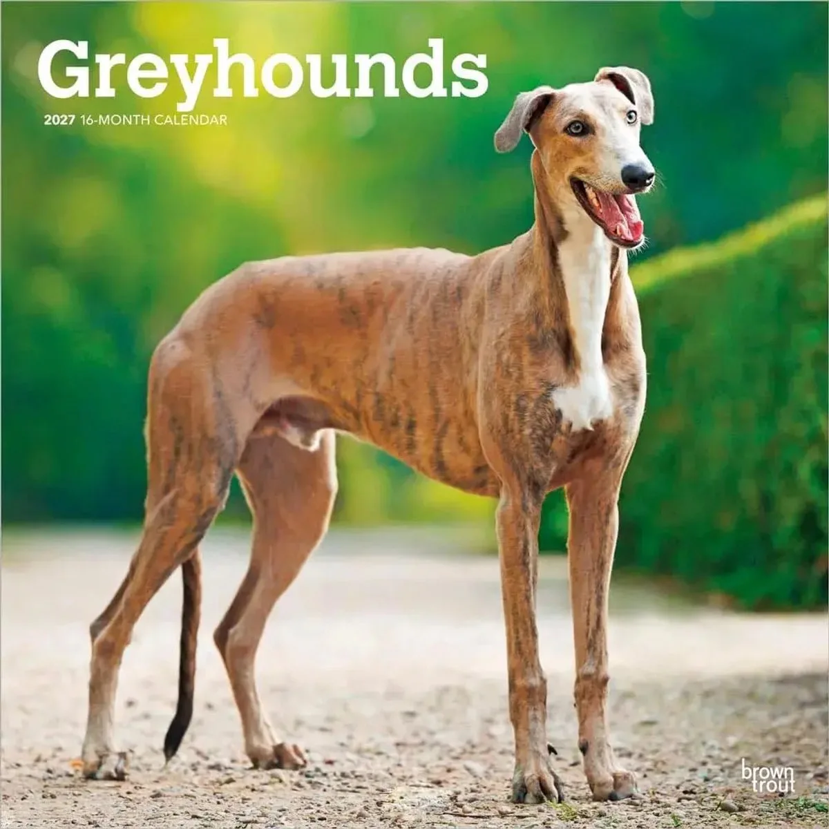 Greyhound Kalender 2027 van BrownTrout in Meerkleurig – productfoto