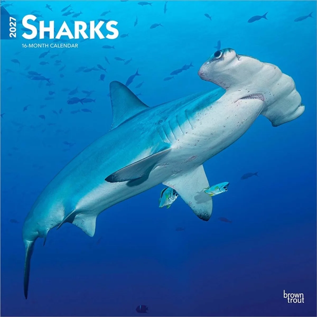 Haaien - Sharks Kalender 2027 van BrownTrout – productfoto